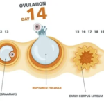 Regular Ovulation