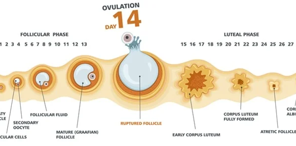 Unlocking the Secrets of Regular Ovulation: A Holistic Approach